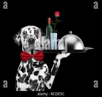 Waiter dalmatian dog with dishes, wine and rose. Isolated on black Stock Photo