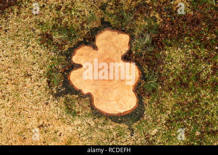 A freshly cut tree stump for a Silver Birch tree Stock Photo