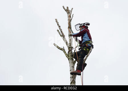 A tree surgeon fells the top of a silver birch tree while wearing a full safety harness with climbing ropes Stock Photo