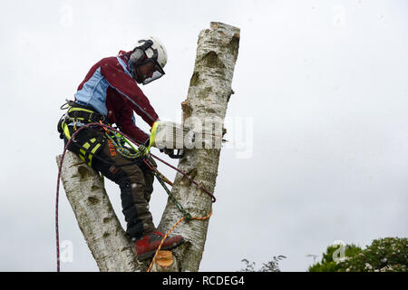 A tree surgeon fells a silver birch tree while wearing a full safety harness and face mask Stock Photo