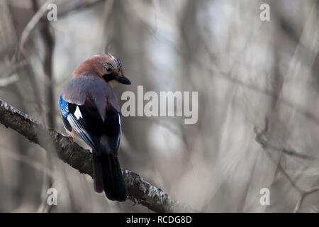 Eurasian jay posing on a branch in the forest Stock Photo