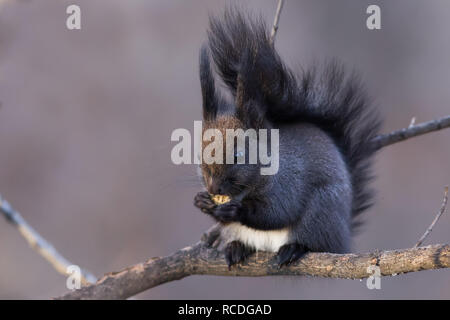 A cute squirrel stood on a branch safely eating a nut found on the ground Stock Photo