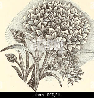 . Elliott's 1845 to 1895 : 50th annual edition. Seeds New York (State) New York Catalogs; Nursery stock New York (State) New York Catalogs; Gardening Equipment and supplies Catalogs; Flowers Seeds Catalogs; Plants, Ornamental Catalogs; Trees Seeds Catalogs; Fruit Seeds Catalogs; Vegetables Seeds. WM. ELLIOTT &amp; SOILS' GENERAL CATALOGUE FOR 1895.. CENTAURFA. An exceedingly interesting genus of plants, embracing annuals, biennials and perennials. Some of the var- ieties are magnificent foliage plants, while others are noted for their beautiful flowers. All the kinds named below are worthy of  Stock Photo