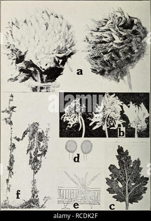 . Diseases of greenhouse crops and their control. Vegetables; Plant diseases. Fig. 50. Chrysanthemum Diseases. a. Botrytis blossom rot. healthy and diseased (after Spaulding-), b. ray blight (after Stevens. F. L.), c. chrysanthemum rust (after Smith. R. E.). d. Ure- dospores of Piicciniu chrysanthcmi. e. Cylindrosporium fungus, /. Cylindro- sporium blight {e and f after Halsted).. Please note that these images are extracted from scanned page images that may have been digitally enhanced for readability - coloration and appearance of these illustrations may not perfectly resemble the original wo Stock Photo