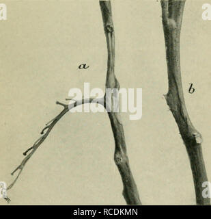 . Diseases of glasshouse plants. Greenhouse plants; Plant diseases. Fig. 20. Tomato stems showing &quot; cankers &quot; made by Diplodina lycopersici.. Fig. 21. Botrytis stem rot of the tomato, showing typical lesions at a and b. [Facing page po. Please note that these images are extracted from scanned page images that may have been digitally enhanced for readability - coloration and appearance of these illustrations may not perfectly resemble the original work.. Bewley, W. F. (William Fleming). London, E. Benn Stock Photo