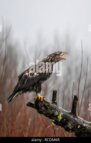 Juvenile Bald eagle (Haliaeetus leucocephalus) squawking to protect territory n Pacific Northwest Stock Photo