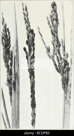 . Diseases of field crops. Plant diseases. 52 California Agricultural Extension Service [Cir. 121 The small, light-red, pustules of crown, or leaf, rust, Puccinia corona fa, which attacks only oats among the cereals, are found mainly on the leaves. They are slow to open and covered with a thin membrane of the plant epidermis. This fungus disease is less destructive than stem rust. In the latter disease, long, dark-red or black pustules of rust spores, P.. Fig. 32.—Leaf-blotch disease of rice. graminis var. avenae (fig. 38, p. 62), break out on the leaves and on the leaf sheaths which enclose t Stock Photo