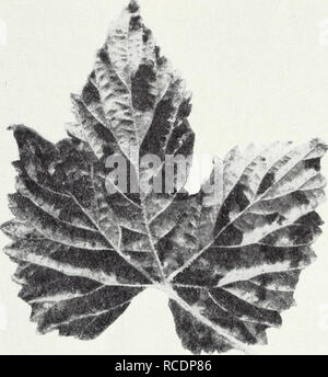 . Diseases of field crops. Plant diseases. 46 California Agricultural Extension Service [Cir. 121 GRAIN See individual hosts, as &quot;Barley,&quot; &quot;Oats,&quot; &quot;Wheat&quot; GUAYULE, Parthenium argentium Root Rot.—Guayule, which has been planted in California for the production of rubber, is rather susceptible to excess soil moisture and often succumbs to a rotting of the roots when the soil becomes too wet. The specific cause of the rotting is unknown. GYP CORN See &quot;Sorghum&quot; (p. 54) HOP Crown Gall.—Plants affected by crown gall are stunted and fail to make proper growth.  Stock Photo