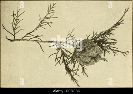 . Diseases of economic plants. Plant diseases. Trees and Timber 383 CEDAR, RED (Juniperus) Rusts ^*^^ {Gymnosporangium sps.). — Several distinct species of the parasite occur on Juniperus, some of which produce the usual &quot;cedar-apples/' others produce cankers or witches-brooms on the branches, or spots on the leaves. They are usually of but small significance to the cedar tree itself unless exceptionally abundant. See apple rust.. Fig. 200. — &quot;Cedar-apple,&quot; gall of the rust fungus. Original. White-rot ^^&quot;^ {Fomes juniperinus v. Sch.). — In this dis- ease holes appear in the Stock Photo