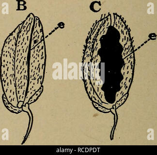 Spikelets In Rice Plants . Fig. 153. —Three rice spikelets ; A, normal ; B, smutted ; C, glumes ...