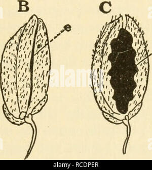 Spikelets In Rice Plants . Fig. 161. — Three rice spikelets: A, normal; B, smutted; C, glumes ...
