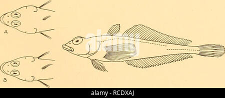 . Discovery reports. Discovery (Ship); Scientific expeditions; Ocean; Antarctica; Falkland Islands. NOTOTHENIIDAE 21 St. 141. 29. xii. 26. East Cumberland Bay, South Georgia. Small beam trawl, 17-27 m.: 14 specimens, 57-115 mm. St. 145. 7. i. 27. Stromness Harbour, South Georgia. Small beam trawl, 26-35 m.: 3 specimens, 103-180 mm. St. WS 62. 19. i. 27. Wilson Harbour, South Georgia. Small beam trawl, 26-83 m.: 2 specimens, 50, 52 mm. St. 370. 10. iii. 30. 2 miles NE of Bristol Island, South Sandwich Islands. Large otter trawl, 80-18 m.: 42 specimens, 75-148 mm. St. —. 25. iii. 30. Grytviken,  Stock Photo