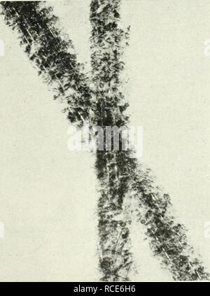 Discovery. Science. MARKING MADE WITH METALLIC LEAD. Fig. 3 Magnification Fig. 2. marking made with LEAD PENCIL CONTAINING BORROWDALE GR.WHITE. Period 1831. Magnification 20. Fig. 3. marking made with...