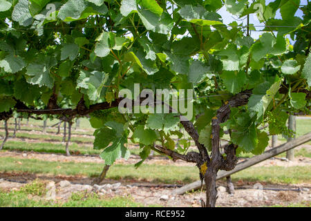 Bunches of unripe grapes growing in the summertime on vines in an orchard in Canterbury, New Zealand Stock Photo