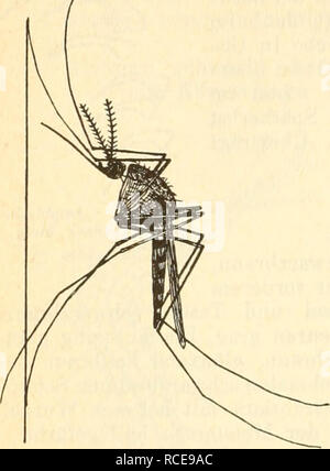 . Diptera = Zweiflügler. Diptera -- Germany. 84 K. Grünberg, an Vorder- und Mittelbeinen ungleich, einfach oder gezähnelt, beim § gleich, einfach oder gezähnelt. Sehr artenreiche kosmopolitischje Gattung, jetzt in zahlreiche kleine Gattungen aufgelöst. In Deutschland 14 Arten. Beim sitzenden Culex (Fig. 9ö) bilden Rüssel und Körper einen Winkel. Der Rüssel wird gegen die Unterlage gesenki, der Körper steht parallel zu ihr; die Hinter- beine werden über dem Hinterleib in die Höhe gestreckt (s. auch Fig. 89). Eier zu napf- oder kahn- förmigen, an der Wasseroberfläche schwimmenden Gelegen vereini Stock Photo
