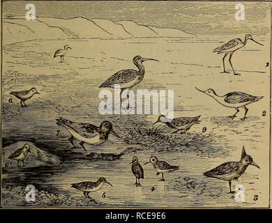 . Elements of zoölogy. Zoology. KEEL-BREASTED BIRDS. 251 The Flamingo (jPncenicopterid&lt;z) (Fig. 287) is common in the warmer portions of America, also southern Europe, Asia, and Africa. They connect the swimming with the wading birds. Value.—Feathers. Order VI. Wading Birds {Grallatores). General Characteristics.—The birds of this order are characterized. Fig. 2S8.—A group of wading birds. 1, stilt; 2, avocet; 3, peewit; 4, dunlins ; 5, curlew sandpiper ; 6, sanderling ; 7, oyster-catcher ; 8, curlew ; 9, turnstone. by long legs and neck, bill generally long, body com- pressed, the wings sh Stock Photo