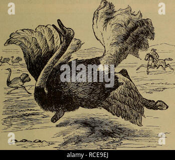 . Elements of zoölogy. Zoology. KEEL-BREASTED BIRDS. 237 powerful, and provided with only two toes, the inner one being twice as long as the outer. Value.—The oil, skin (leather), and feathers are all used, triches are now farmed in this country for their feathers. Os-. Fig. 277.—Ostrich (Struthio camelus) running at full speed. Sub-Class IV.—Keel-breasted Birds {Carinatce). General Characteristics.—All the rest of the birds are included in this class. They are distinguished by a keeled sternum or breastbone, the fore-limbs in the higher forms being developed as organs of flight. Order I. Peng Stock Photo