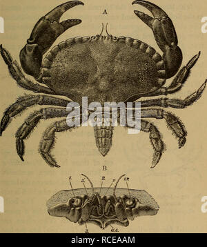 . Elements of zoölogy. Zoology. CRABS, ETC. 91 Hermit - Crabs.—In the Hermits, that are either marine or terrestrial, the abdomen is soft (Fig. 100), and to protect it they take possession of empty univalve shells (Fig. 101), or even old tobacco-pipes thrown overboard by sailors,* while others bore into wood, sand, or sponges, the. Fig. 102.—The English edible crab (Cancer pagitrus),  natural size. A, dorsal view, with the abdomen extended. B, front view of &quot; face &quot; : as, antennary sternum ; or, orbit; r, rostrum ; i, eyestalk ; 2, antennule ; 3, base of antenna ; 3', free portion o Stock Photo