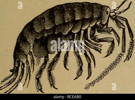 . Elements of zoölogy. Zoology. CRABS, ETC. 85 passes through no metamorphosis. The body is com- pressed, the rostrum distinct from the carapace. Order V. Fourteen-footed Crustaceans {Tetra- decapoda). In this order are the beach-fleas (Fig. 94), so common among the weeds ; the pill-bugs and others living in salt and fresh water. The Idotea phosphorea has an acute tail-piece, and mimics the eel-grass and fucus with its green, gray, and yellow col- ors, at night gleaming with vivid phosphorescence. They live under stones and rock- weed, and when touched curl into a ball. The eggs are held in a  Stock Photo