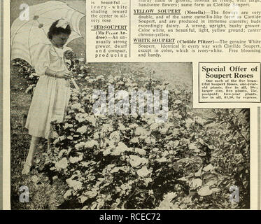 Dingee Guide To Rose Culture 1917 Uave No Faili Iu S With Roses Ptkchaskd Fkom You Quot My Dela Vfd Oider Of April 22nd Arrived Hafely In Good Condition Thank You For The Liberal 1 00 Worth I Have No Failures With The Hoses Purchased From