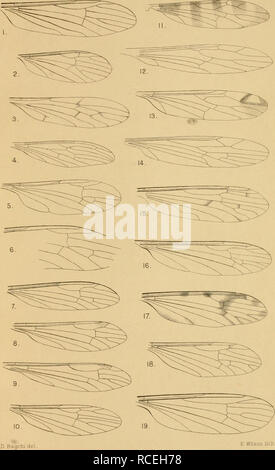 . Diptera Nematocera (excluding Chironomidæ and Culicidæ). Diptera. NEMATOCERA. Part I. PLATE IX. TIPULID/E.. Please note that these images are extracted from scanned page images that may have been digitally enhanced for readability - coloration and appearance of these illustrations may not perfectly resemble the original work.. Brunetti, Enrico. London, Taylor and Francis; [etc. , etc. ] Stock Photo