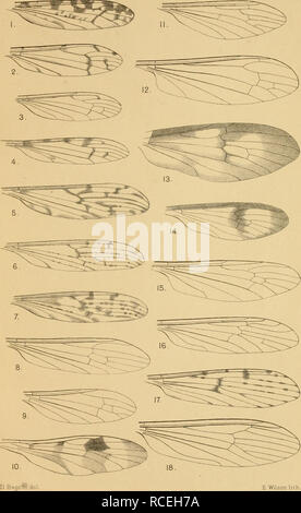 . Diptera Nematocera (excluding Chironomidæ and Culicidæ). Diptera. NEMATOCERA. Part I PLATE VIII.. TIPULID/E.. Please note that these images are extracted from scanned page images that may have been digitally enhanced for readability - coloration and appearance of these illustrations may not perfectly resemble the original work.. Brunetti, Enrico. London, Taylor and Francis; [etc. , etc. ] Stock Photo