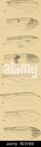 . Diptera Nematocera (excluding Chironomidæ and Culicidæ). Diptera. D-Bagchi del. MYCETOPHILID/E. Please note that these images are extracted from scanned page images that may have been digitally enhanced for readability - coloration and appearance of these illustrations may not perfectly resemble the original work.. Brunetti, Enrico. London, Taylor and Francis; [etc. , etc. ] Stock Photo