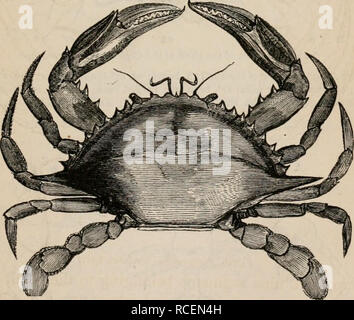. Elements of zoölogy : a textbook. Zoology. DEC APOD A OR CRABS, LOBSTERS, ETC. 357 garded as the highest members of the Decapods, and together they constitute a great group called the BRACHY- UEA, from the Greek bravhus, short, and oura, a tail. These crustaceans have the hind body or abdomen—popu- larly called the tail—shorter than the cephalo-thorax, and, in a state of rest, brought forward under the latter, where it fits into a groove. In the males, the abdomen is triangular, and furnished at the base with two or four horn-like appendages; in the females, it is wider, and has beneath it f Stock Photo