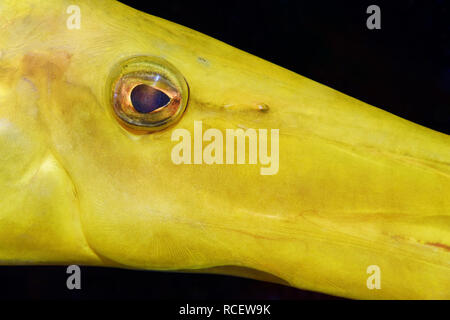 Trumpetfish - Aulostomus chinensis Stock Photo