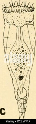 . Die Stoffliche Grundlage der Vererbung. Heredity. . Please note that these images are extracted from scanned page images that may have been digitally enhanced for readability - coloration and appearance of these illustrations may not perfectly resemble the original work.. Morgan, Thomas Hunt, 1866-1945; Nachtsheim, Hans, 1890-1979. Berlin : G. Borntraeger Stock Photo