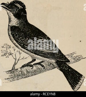 . Elements of zoölogy : a textbook. Zoology. PASSERES : FLYCATCHERS. 107 The Clamatores include the Kingbird, the Great- crested Flycatcher, the Pe- FlG 19g wees, and all the other numerous members of the family of Flycatchers or Tyrannidra. They have the bill rather broad, and in most cases bent downward at the tip; and the sides of the mouth are provided with bristles. These birds are of the size of sparrows, or smaller, and constitute a very interesting family.. Kingbird, Tyrannus carolinensis, Baird. SUB-SECTION III. THE ORDER OF PICARI^:, OR PICARIAN BIRDS. IN this order or group, ornitho Stock Photo