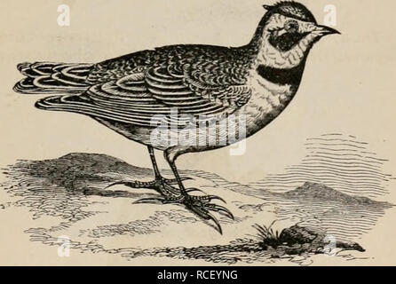 . Elements of zoölogy : a textbook. Zoology. PASSERES : LAKES, ETC. 161 And nearly all are singers; some of them are among our sweetest songsters. Of the Larks or Alaudidse—the family to which the famous Skylark of Europe belongs—there is in the United States but a single species, namely, the Shore Lark, or &quot;Horned&quot; Lark, abundant on the plains and prairies. It is nearly eight inches long. The general color above FIG. 187.. Shore Lark, Eremophila alpestris, Boie. is pinkish brown ; a band across the crown and running back along the lateral tufts, and a patch below the eye and along t Stock Photo