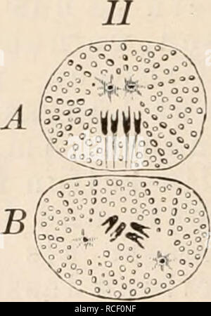 . Die Zelle und die Gewebe. Grundzüge der Allgemeinen Anatomie und Physiologie. . Please note that these images are extracted from scanned page images that may have been digitally enhanced for readability - coloration and appearance of these illustrations may not perfectly resemble the original work.. Hertwig, Oscar, 1849-1922. Jena, Fischer Stock Photo