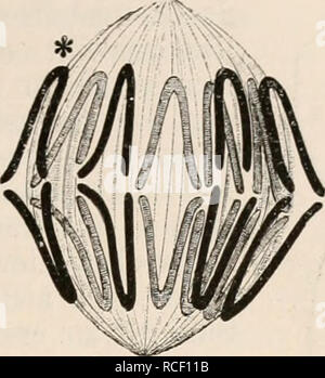 . Die Zelle und die Gewebe. Grundzüge der Allgemeinen Anatomie und Physiologie. . Please note that these images are extracted from scanned page images that may have been digitally enhanced for readability - coloration and appearance of these illustrations may not perfectly resemble the original work.. Hertwig, Oscar, 1849-1922. Jena, Fischer Stock Photo