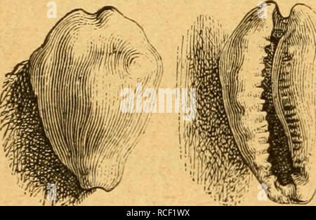. Die Weich- und Schaltiere gemeinfasslich Dargestellt. Mollusks. . Please note that these images are extracted from scanned page images that may have been digitally enhanced for readability - coloration and appearance of these illustrations may not perfectly resemble the original work.. Martens, Eduard von, 1831-1904. Leipzig, H. Freytag; Prag, F. Tempsky Stock Photo