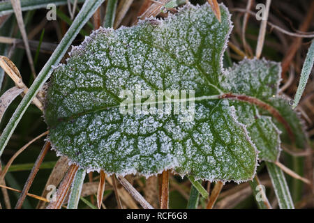 Ice crystals or frost on a leaf in early morning in Italy Stock Photo