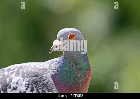 Pigeon in latin Pigeon in latin
