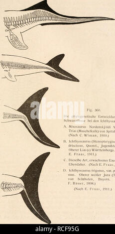 . Die stämme der wirbeltiere. Evolution; Paleontology; Vertebrates. Reptilia. 461 B. D.. Fig. 360. Die phylogenetische Entwicklung der Schwanzflosse bei den Ichthyosauriern. A. Mixosaurus Nordenskjöldi Wiman. Trias (Muschelkalk) von Spitzbergen. (Nach C. Wiman, 1910.) Ichthyosaurus (Stenopterygius) qua- driscissus, Quenst., Jugendstadium. Oberer Lias(e) Württembergs. (Nach E. Fraas, 1911.) C. Dieselbe Art, erwachsenes Exemplar. Ebendaher. (Nach E. Fraas, 1910.) D. Ichthyosaurus trigonus, var. posthu- mus. Oberer weißer Jura (Tithon) von Solnhofen, Bayern. (Nach F. Bauer, 1898.) (Nach E. Fraas. Stock Photo