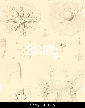 . Die Seesterne des Mittelmeeres. Starfishes. . Please note that these images are extracted from scanned page images that may have been digitally enhanced for readability - coloration and appearance of these illustrations may not perfectly resemble the original work.. Ludwig, Hubert, 1852-1913; Stazione zoologica di Napoli. Berlin : R. Friedländer &amp; Sohn Stock Photo