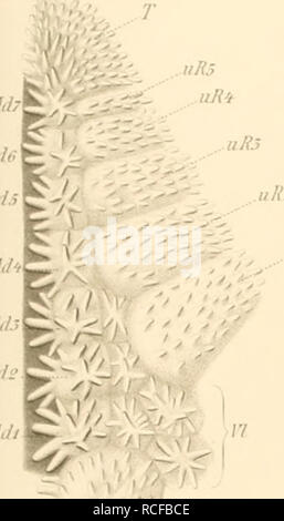 . Die Seesterne des Mittelmeeres. Starfishes. 23. ¥ ]. Please note that these images are extracted from scanned page images that may have been digitally enhanced for readability - coloration and appearance of these illustrations may not perfectly resemble the original work.. Ludwig, Hubert, 1852-1913; Stazione zoologica di Napoli. Berlin : R. Friedländer &amp; Sohn Stock Photo