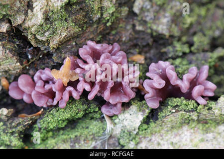 Ascocoryne sarcoides, known as jelly drops or the purple jellydisc Stock Photo