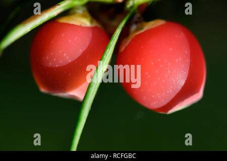 Taxus baccata, known as common yew, English yew,  or European yew Stock Photo