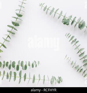 Baby eucalyptus branch on white table background Stock Photo