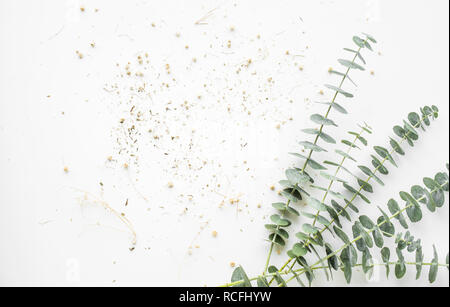 Baby eucalyptus branch on white table background Stock Photo
