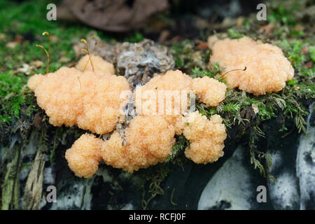 Apricot slime mold or mould, Fuligo  muscorum Stock Photo