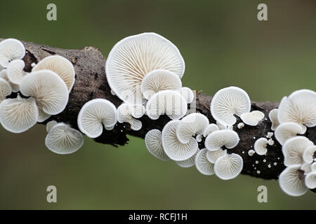 Evasive agaric, Crepidotus sp Stock Photo