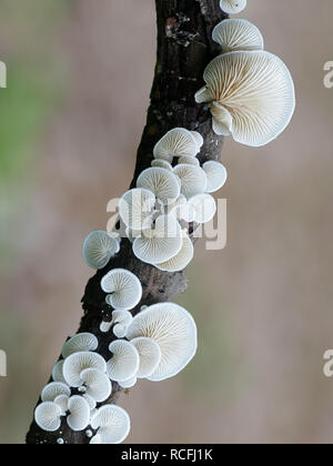 Evasive agaric, Crepidotus sp Stock Photo