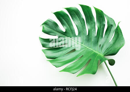 Real monstera leaves on white background.Tropical,botanical nature concepts ideas.flat lay.top view Stock Photo