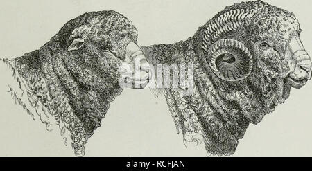. Die Thierzucht. Domestic animals; Livestock; Livestock. Normaler Hals des Fleischschafes. Der Widerrist. Eine kräftige Entwiekekmg des hohen, sich weit in den Rücken hinein erstreckenden Widerristes ist eine g;eschätzte Eigenschaft beim Pferde. Fig. 58. Ficr. 59.. Mutterschaf. Normaler Hals des AVollsuhafes. Bock. Ein niedriger, kurzer, fleischig-er Widerrist deutet Schwäche des Rückens an und ist daher, kann man auch bei Zugpferden davon absehen, bei Reit-. Please note that these images are extracted from scanned page images that may have been digitally enhanced for readability - coloration Stock Photo