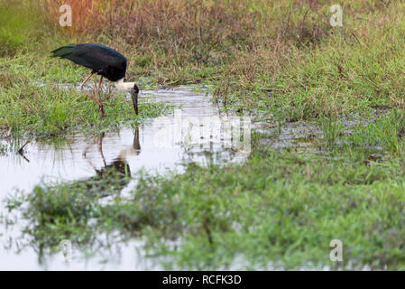 A woolly necked stork in Bandhavgarth national park , India Stock Photo